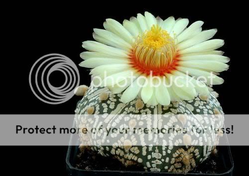 cactusflowers05bd0.jpg
