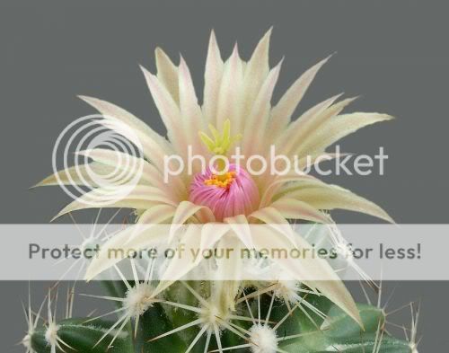cactusflowers12iv4.jpg
