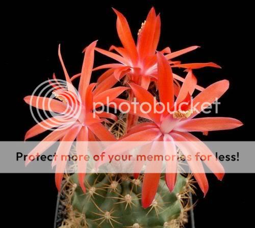 cactusflowers15nl9.jpg