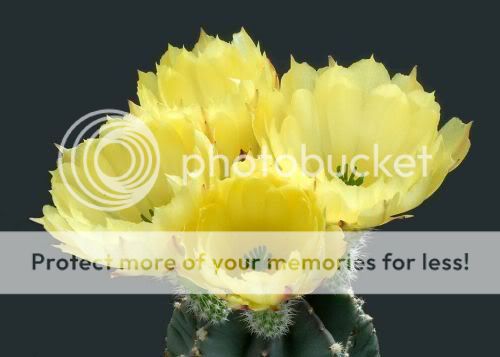cactusflowers21fh4.jpg