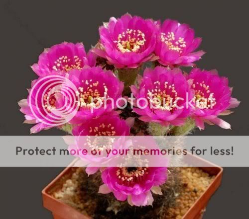 cactusflowers25lo8.jpg