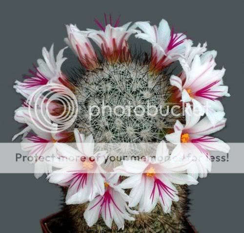 cactusflowers26ya1.jpg