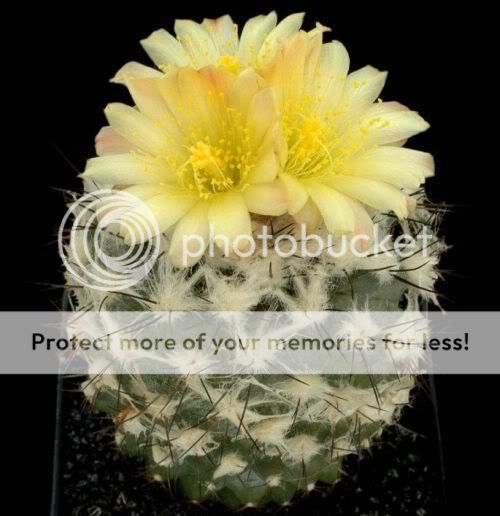 cactusflowers27eu1.jpg