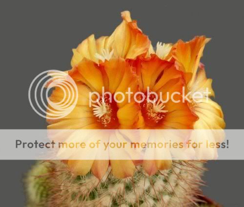 cactusflowers29fh8.jpg