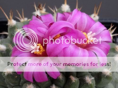 cactusflowers30og0.jpg