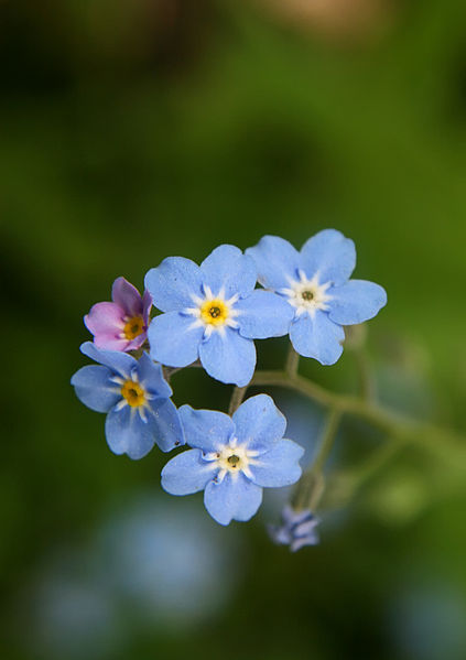 423px-Forget-me-not.jpg
