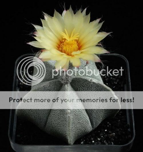 cactusflowers17nx8.jpg