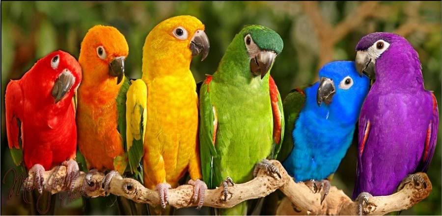 ColorfulBirds.jpg