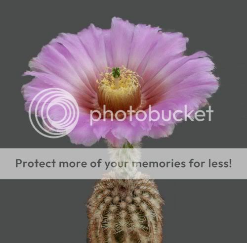 cactusflowers20ax4.jpg
