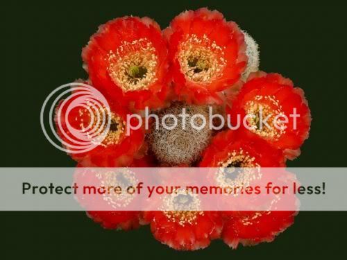 cactusflowers07vq5.jpg
