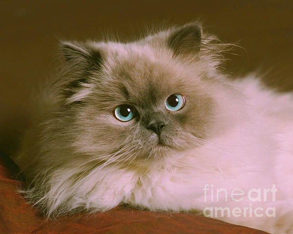 himalayan-cat-crystal-garner.jpg