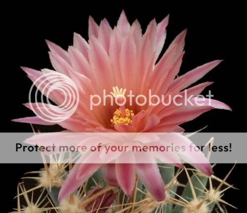 cactusflowers23hv9.jpg