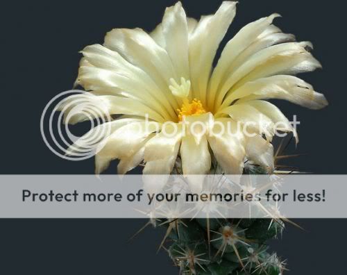 cactusflowers03aa8.jpg