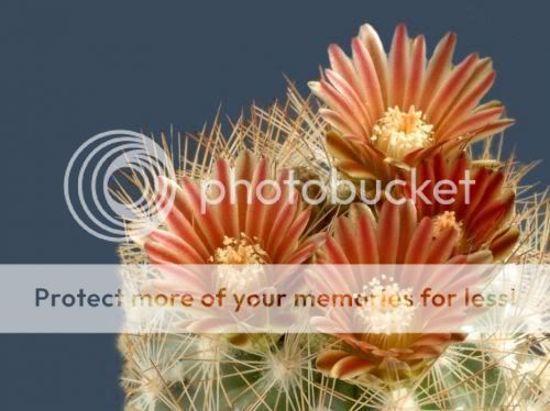 cactusflowers22hi1.jpg