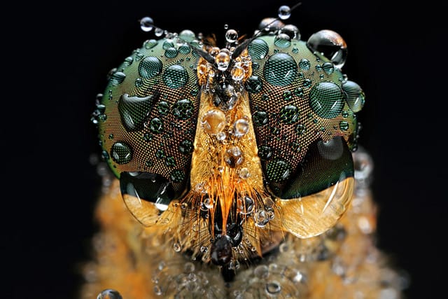 eyes-1.jpg