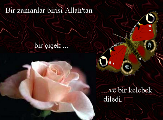 25466409am0.png