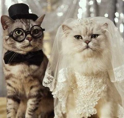 gelin_damat_kediler.jpg