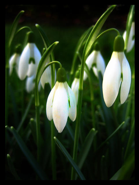 Snowdrop_by_berttheturt.jpg