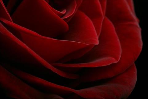 red-rose-closeup.jpg