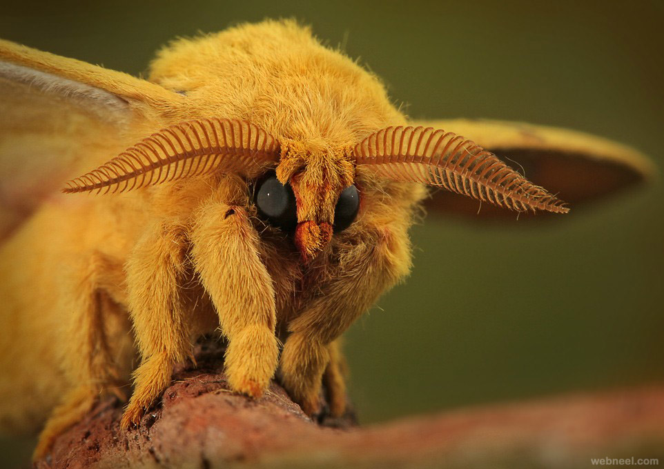 9-best-macro-photography.jpg