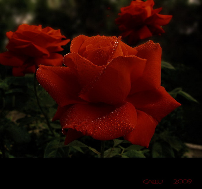 61455975_Passione___Red_by_Callu.jpg