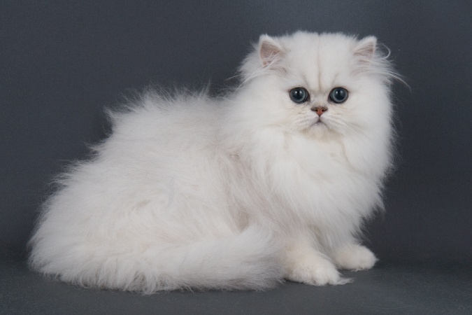 chinchilla.jpg