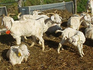300px-Angora_goats.jpg