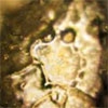 sh5.JPG