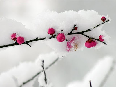 Flower+With+Snow+10.jpg