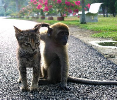 kedi+ve+maymun.jpg
