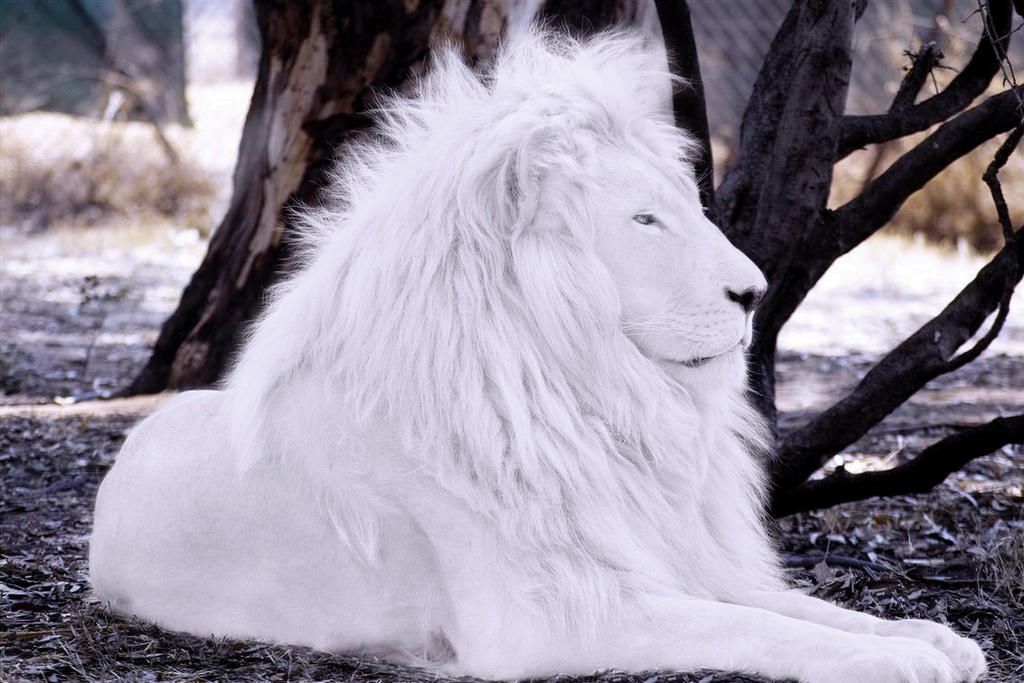 white_lion_by_bobbyboggs182-d5pj5q9.jpg