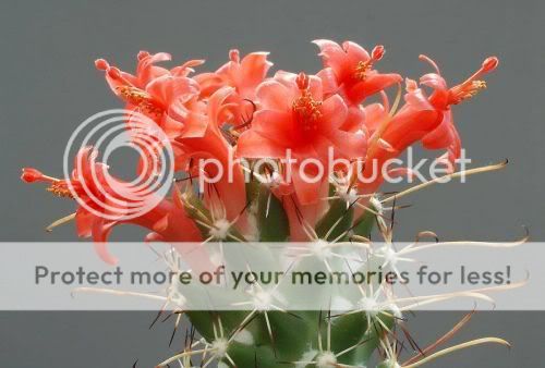 cactusflowers01xw7.jpg