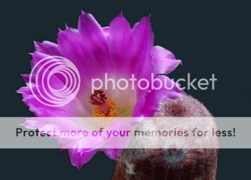 cactusflowers02hf4.jpg