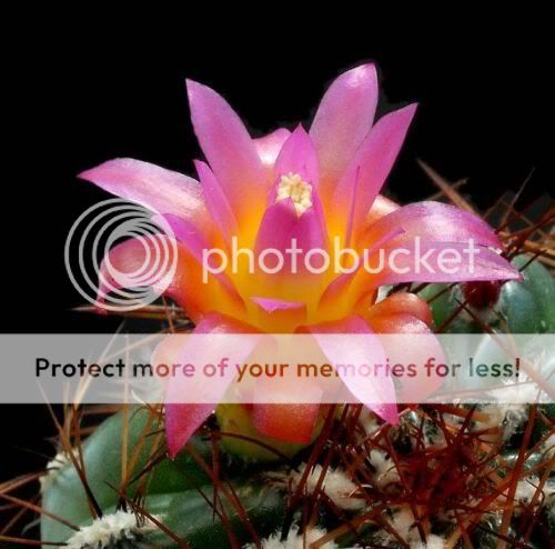 cactusflowers09lt7.jpg