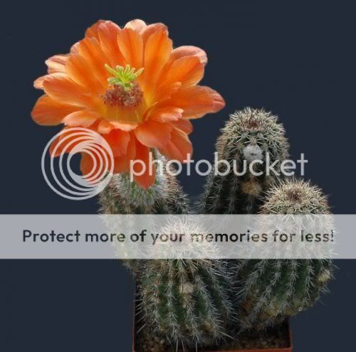 cactusflowers10ia0.jpg