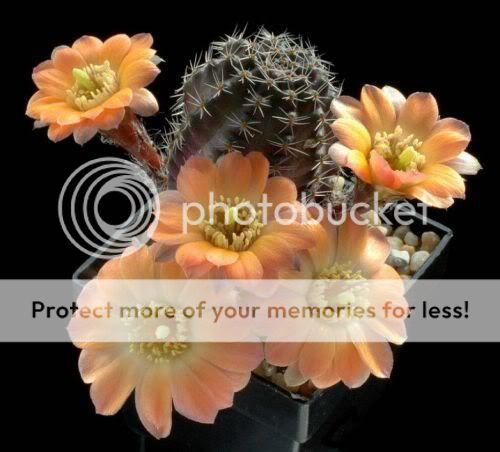 cactusflowers14kn2.jpg