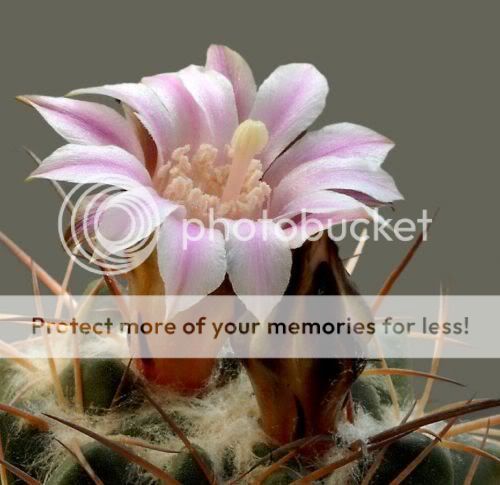 cactusflowers16wf4.jpg