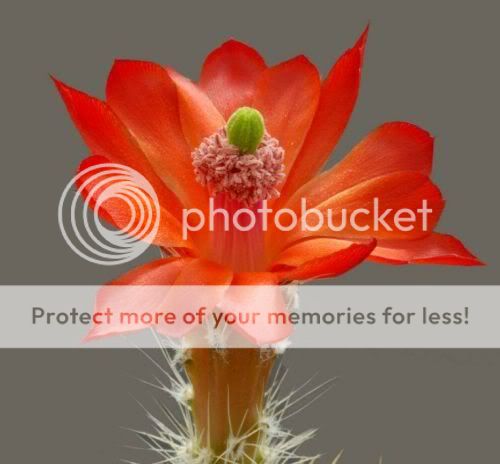 cactusflowers19zc2.jpg