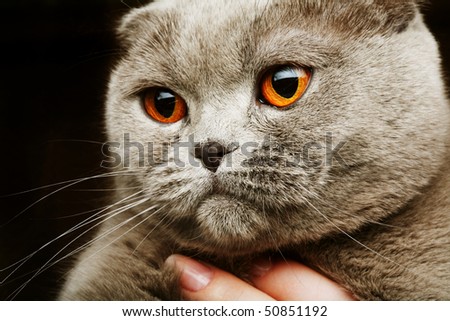 stock-photo-scottish-fold-grey-cat-studio-shot-50851192.jpg
