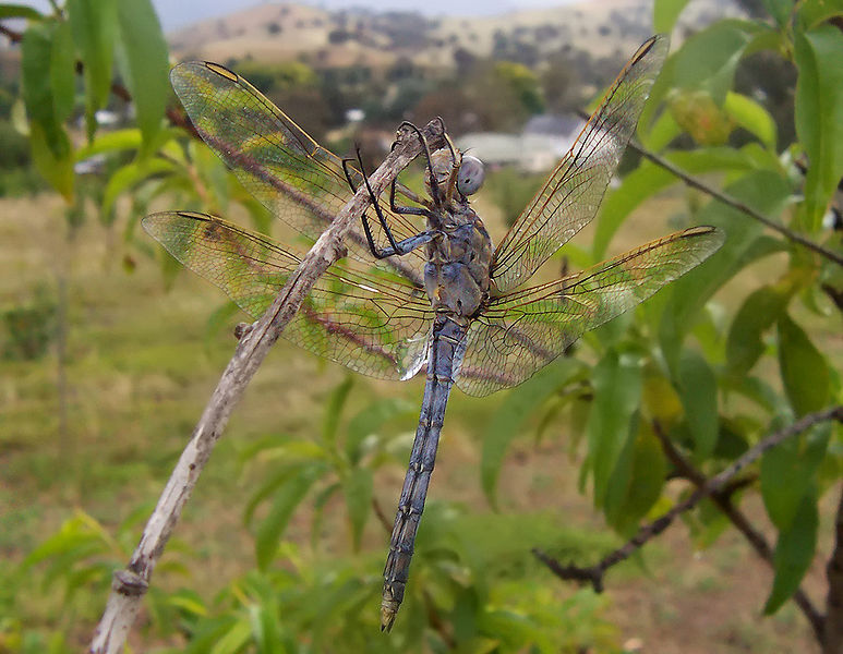 773px-Aust_blue_dragonfly02.jpg