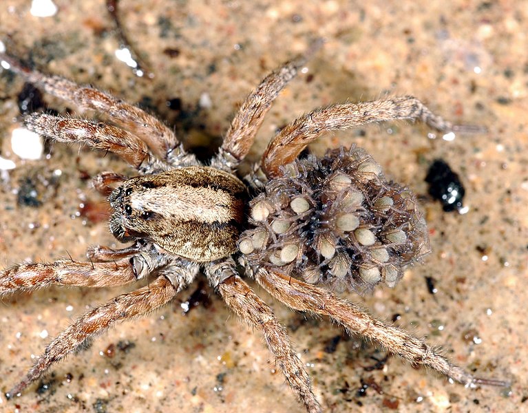 767px-Wolf_spider_with_young.jpg