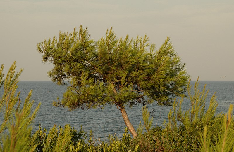 800px-Pinus_halepensis_Rovinj.jpg
