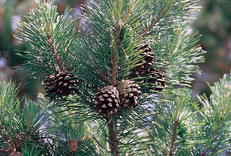 800px-Pinus_sylvestris_branch.jpg