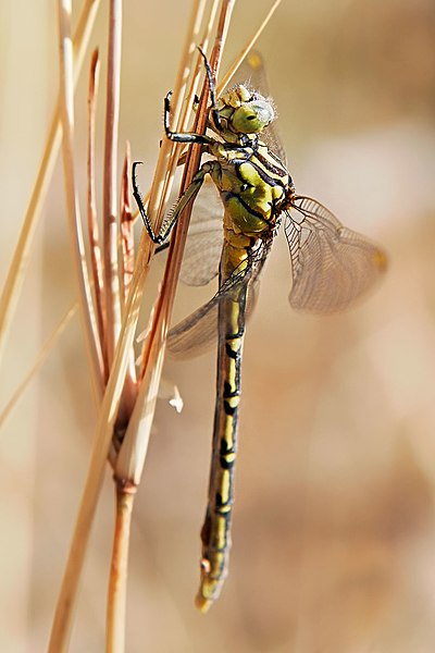 400px-Yellow-striped_hunter_dragonfly05.jpg