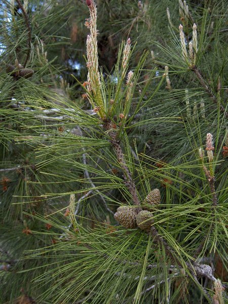 450px-Pinus_brutia%2803%29.jpg