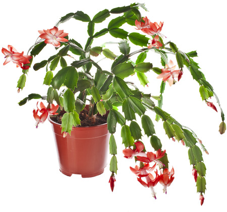 24291121-blooming-christmas-cactus-schlumbergera-species-in-flowerpot-isolated-on-white-background.jpg