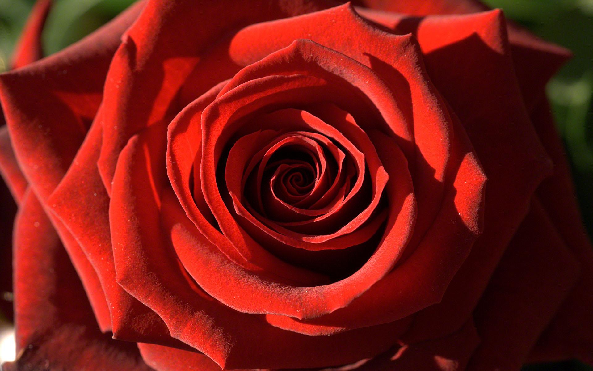 passion-red-rose-dsc03094.jpg