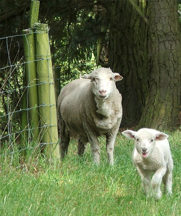 lamb-sheep-field.jpg
